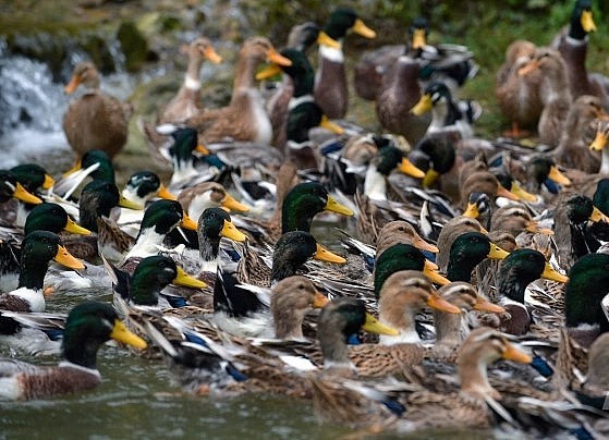 Vịt Cổ Lũng là đặc sản trứ danh của xứ Thanh. Ảnh: Võ Dũng.