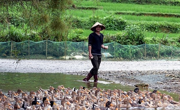 Những chàng trai ở Cổ Lũng cất bằng đại học, cao đẳng để... đi chăn vịt. Ảnh: VD
