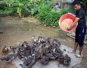 Những "gã khùng" cất bằng cử nhân rủ nhau đi chăn vịt đặc sản