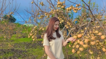 Mùa hồng chín đẹp ngất ngây trên cao nguyên Mộc Châu