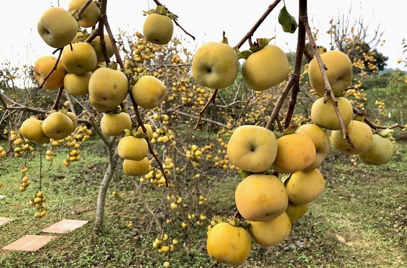 Mùa hồng chín đẹp ngất ngây trên cao nguyên Mộc Châu