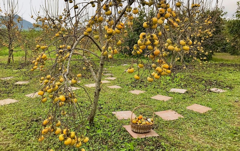 Mùa hồng chín đẹp ngất ngây trên cao nguyên Mộc Châu