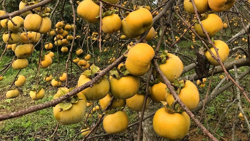 Mùa hồng chín đẹp ngất ngây trên cao nguyên Mộc Châu