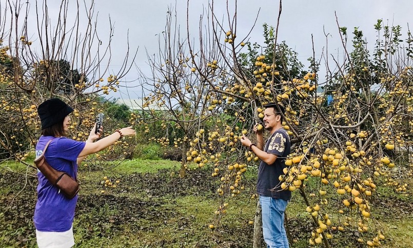 Mùa hồng chín đẹp ngất ngây trên cao nguyên Mộc Châu