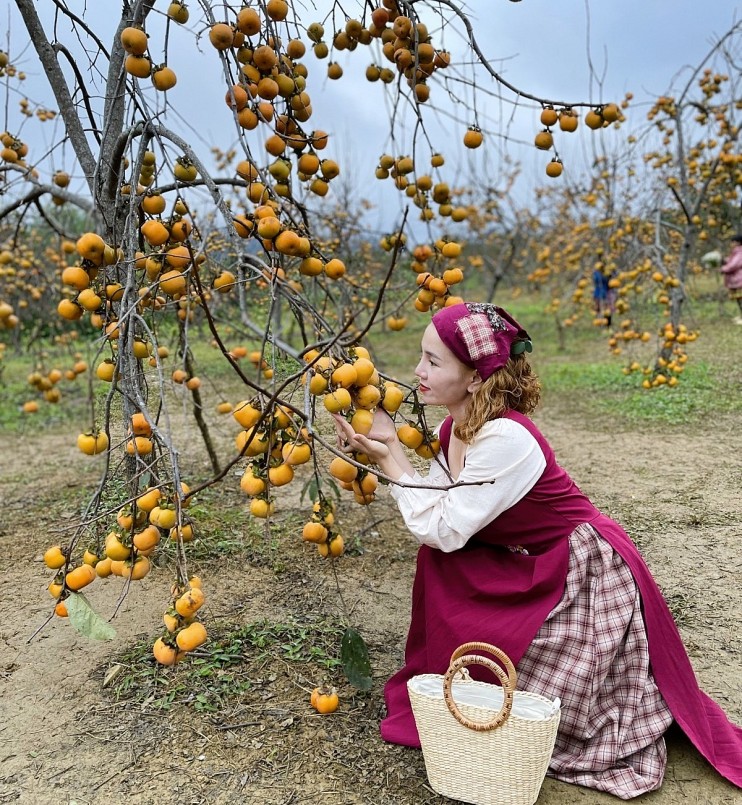 Mùa hồng chín đẹp ngất ngây trên cao nguyên Mộc Châu