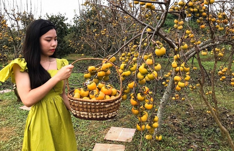 Mùa hồng chín đẹp ngất ngây trên cao nguyên Mộc Châu