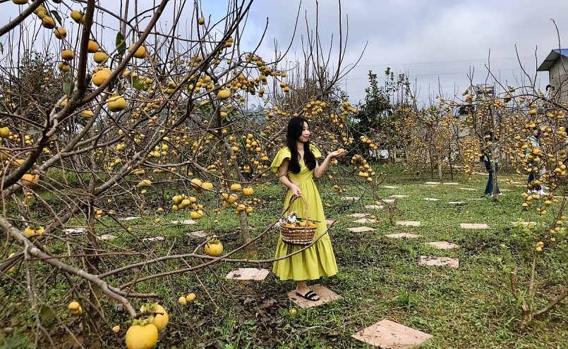 Mùa hồng chín đẹp ngất ngây trên cao nguyên Mộc Châu