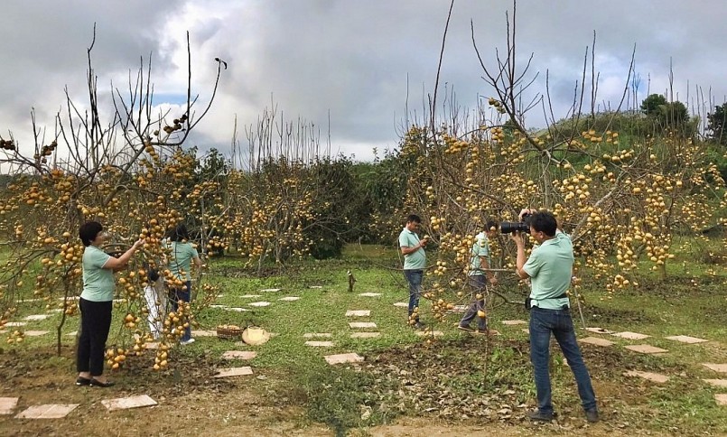 Mùa hồng chín đẹp ngất ngây trên cao nguyên Mộc Châu