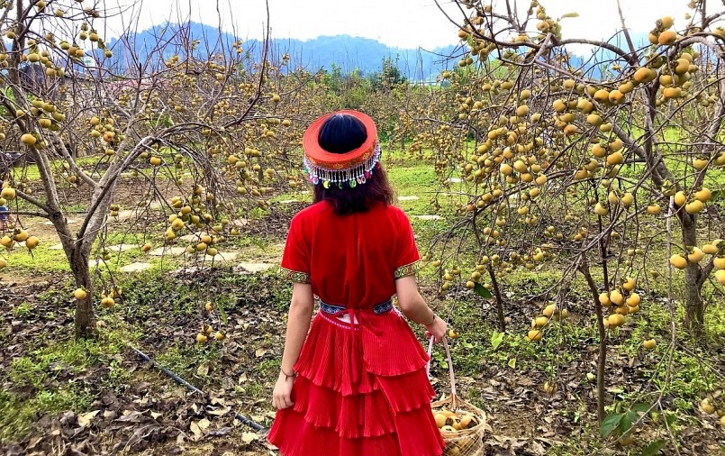 Mùa hồng chín đẹp ngất ngây trên cao nguyên Mộc Châu