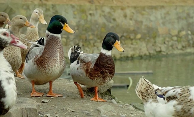 Đã bao đời nay, người dân Lâm Thượng đã cùng nhau nuôi vịt bầu đặc sản. Đã bao đời nay, người dân Lâm Thượng đã cùng nhau nuôi vịt bầu đặc sản.