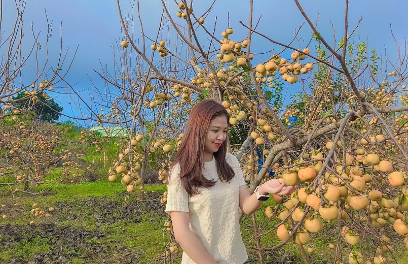 Mùa hồng chín đẹp ngất ngây trên cao nguyên Mộc Châu