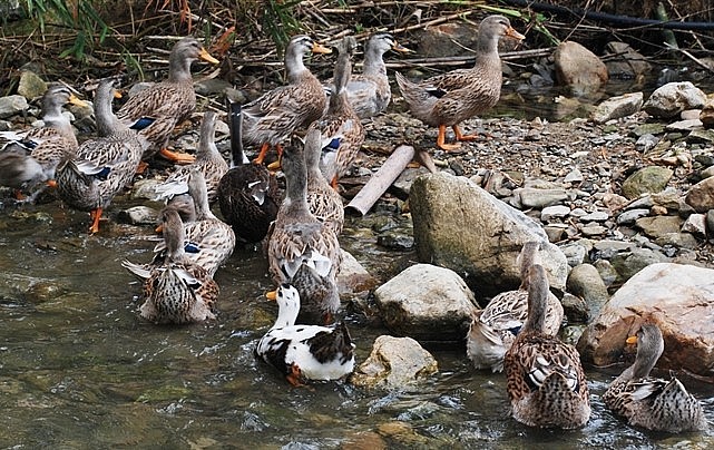 Thiên nhiên đã ba cho giống vịt đặc sản này một hương vị thịt thơm ngon hiếm có. Thiên nhiên đã ba cho giống vịt đặc sản này một hương vị thịt thơm ngon hiếm có.
