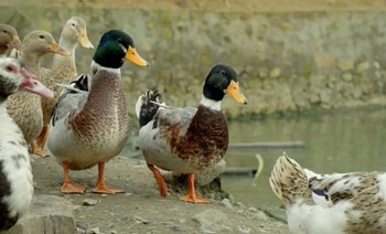 Ngành chăn nuôi vịt đang “nóng” lên