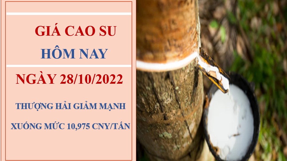 Giá cao su hôm nay 28/10/2022: Giảm mạnh tại thị trường châu Á