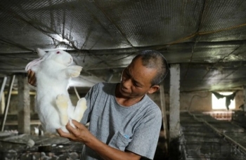 "Khởi nghiệp" với 3 con thỏ, lão nông U60 “bỗng” trở thành ông chủ trang trại 1.000m2