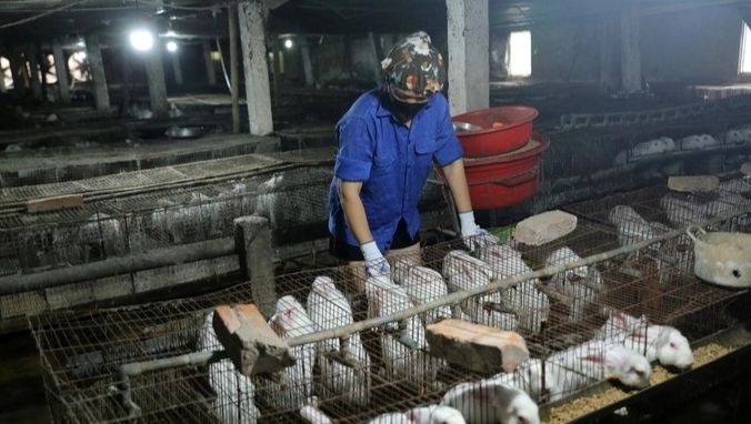 Trại thỏ New Zealand với 200 con cái sinh sản cùng hàng nghìn thỏ con chỉ cần 2 nhân công có thể duy trì hoạt động tốt