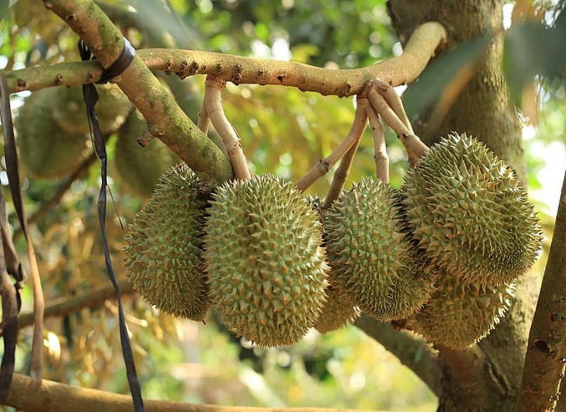 Sầu riêng xuất khẩu cần nắm rõ quy định, yêu cầu của Trung Quốc.