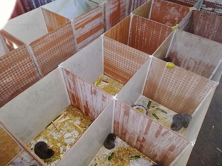  xây hoặc dùng gạch men gắn lại với nhau theo kích thước cao 60cm, rộng 50cm và dài 50cm