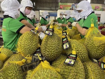 Xuất khẩu 140 tấn sầu riêng sang Trung Quốc, đầu đã xuôi nhưng đuôi chưa lọt