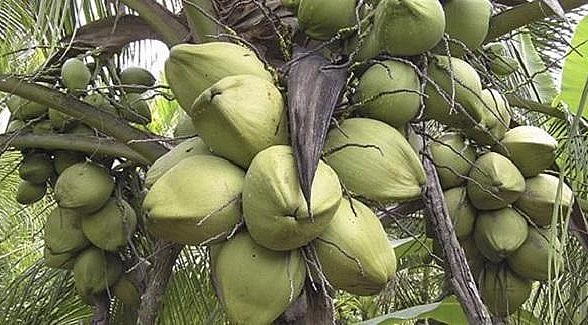 Trong nhiều tháng qua, dừa khô Bến Tre giảm xuống còn dưới 2.000 đồng/trái.