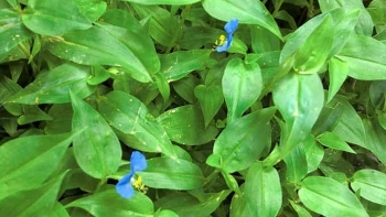 Ai bảo chỉ cho lợn ăn, loại rau này giờ là đặc sản vừa ngon, vừa là dược liệu tốt cho sức khỏe