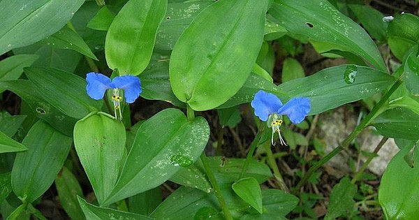 Ai bảo chỉ cho lợn ăn, loại rau này giờ là đặc sản vừa ngon vừa là dược liệu tốt cho sức khỏe