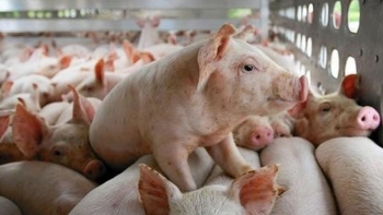 Giá lợn hơi hôm nay 29/10/2022: Miền Trung tiếp tục giảm 1.000 đồng/kg