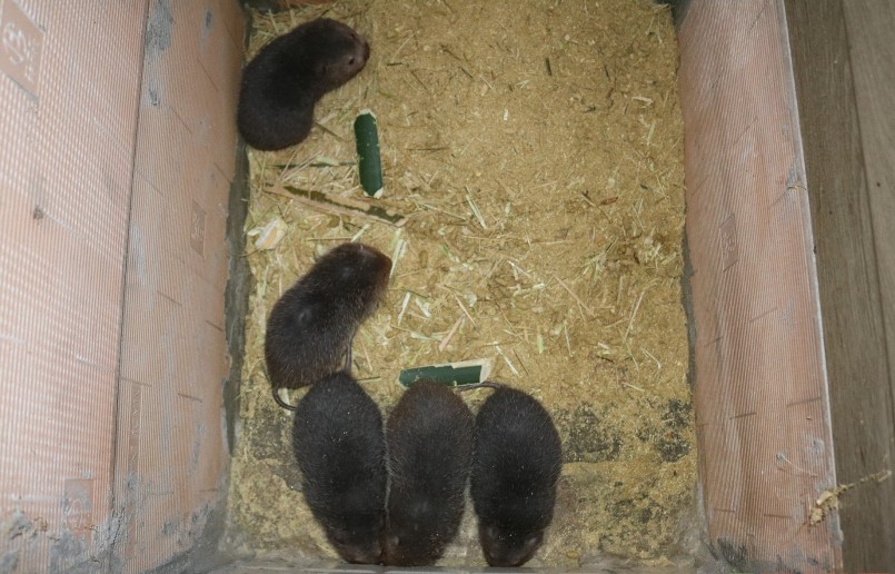 Trung bình mỗi năm dúi cái đẻ 3 lứa, mỗi lứa 2- 4 con; dúi giống sau 3 tháng xuất chuồng