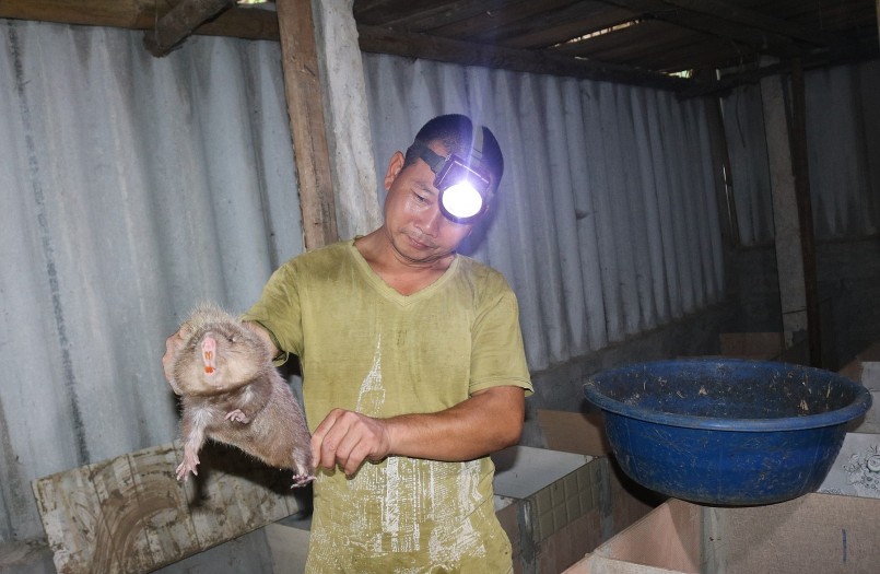 Mô hình nuôi dúi của anh Nguyễn Hồng Minh, xóm Mùi, xã Độc Lập, thành phố Hòa Bình đem lại hiệu quả kinh tế cao