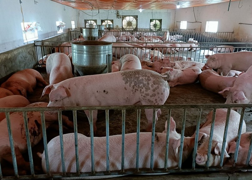 Giá heo hơi hôm nay (29/10) giảm 1.000 đồng tại một số địa phương.