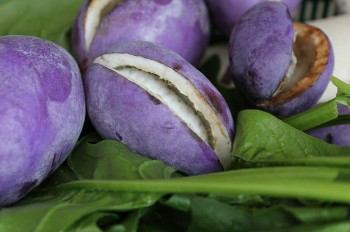 Nho tím ruột vàng Nhật Bản, trồng cây cảnh cũng đẹp quả ăn cũng mê