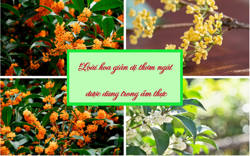 Loài hoa giản dị thơm ngát được dùng trong ẩm thực Loài hoa giản dị thơm ngát được dùng trong ẩm thực