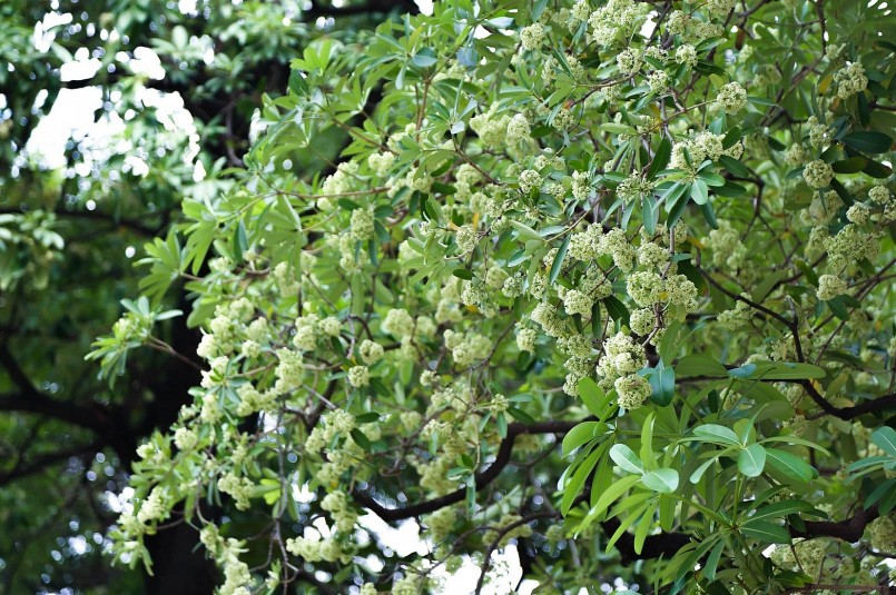 Nhiều người bày tỏ sự tiếc nuối và băn khoăn trước quyết định di dời hoa sữa.