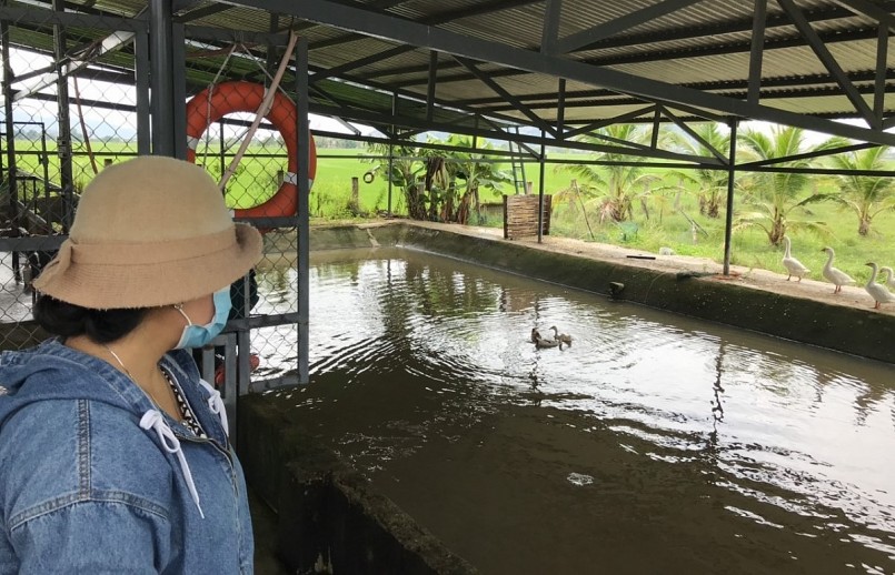 1 trong những điểm sản xuất điện mặt trời của gia đình chị Toán. Bên dưới chị đào ao thả cá, nuôi vịt, nuôi gà. 1 trong những điểm sản xuất điện mặt trời của gia đình chị Toán. Bên dưới chị đào ao thả cá, nuôi vịt, nuôi gà.