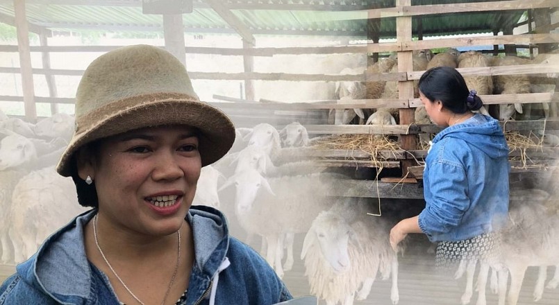 Chị Toán khởi nghiệp từ đàn cừu của cha mẹ. Chị Toán khởi nghiệp từ đàn cừu của cha mẹ.