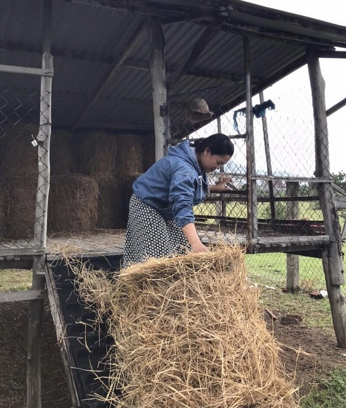 Mỗi ngày, chị Toán dành khoảng 2 tiếng ở trang trại cừu. Mỗi ngày, chị Toán dành khoảng 2 tiếng ở trang trại cừu.