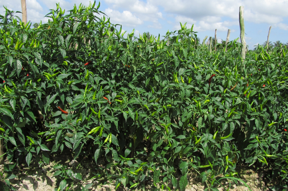 Loại lá đầy vườn không ai hái lại cực kỳ tốt cho sức khỏe