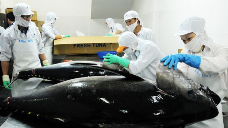 Xuất khẩu cá ngừ sang EU lấy lại đà tăng trưởng tốt