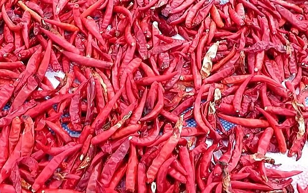 Chỉ cần ăn khoảng 40g ớt tươi thì bạn đã nạp đủ nhu cầu vitamin C cho cơ thể trong cả một ngày.