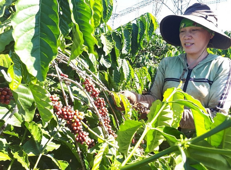 Tây Nguyên đang bước vào vụ thu hoạch cà phê. 