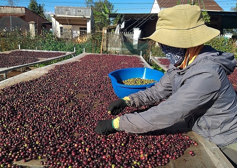Cà phê từ lúc thu hoạch xong đến khi đưa vào nhà máy phải qua rất nhiều công đoạn kiểm tra khắt khe về chất lượng.