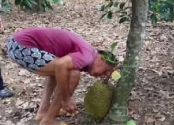 Nghề ngửi mít, nghề lạ kiếm bộn tiền