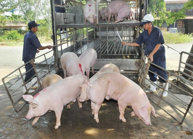 Giá thịt heo hôm nay (30/10) tiếp tục giảm trên diện rộng. 