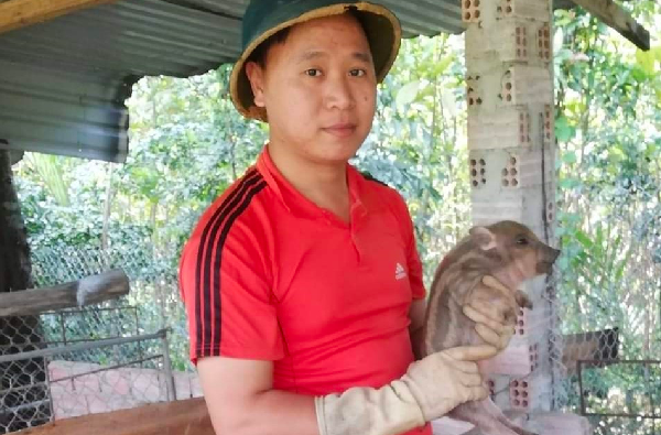Anh Phan Như Cơ quyết tâm làm giàu trên mảnh đất quê hương nhờ đàn heo rừng lai