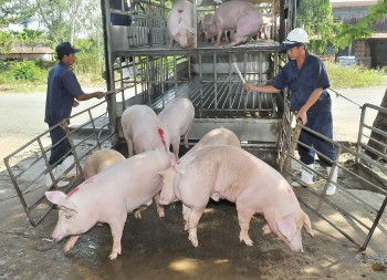 Giá heo giảm mạnh, động thái lạ từ Trung Quốc có tạo đột biến cho thị trường thịt heo cuối năm?