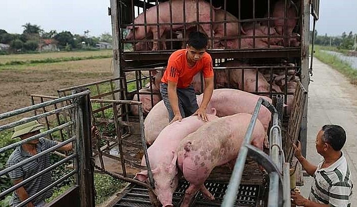 Người chăn nuôi trong nước vẫn chờ đợi một động thái từ các nhà quản lý để tạo động lực cho thị trường heo cuối năm.