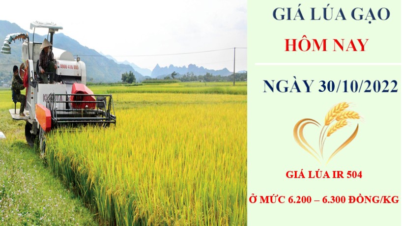 Giá lúa gạo hôm nay 30/10/2022: Ổn định sau nhiều phiên tăng
