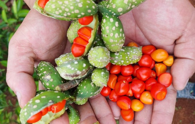 Loại quả xưa rụng không ai nhặt, nay “sốt xình xịch”, giá 4 triệu đồng/kg hạt