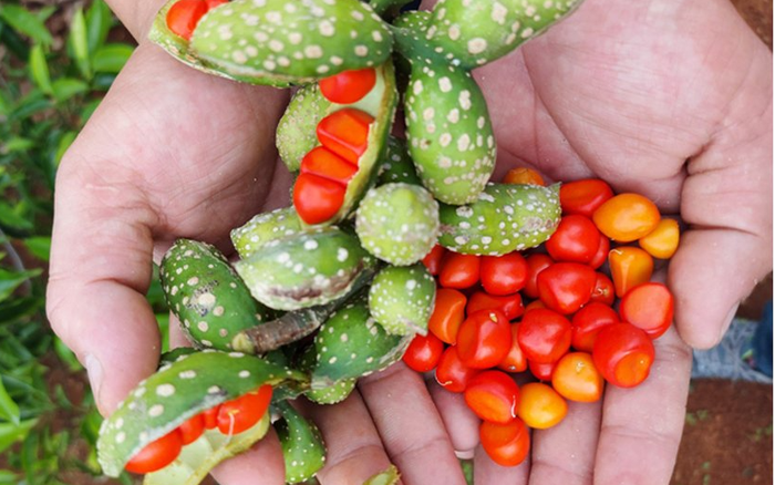 Loại quả xưa rụng không ai nhặt, nay “sốt xình xịch”, giá 4 triệu đồng/kg hạt