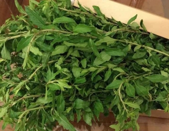 Rau dại mọc khắp nơi, tưởng không ăn được, hoá ra lại cực kỳ bổ dưỡng, giá 75.000 đồng/kg